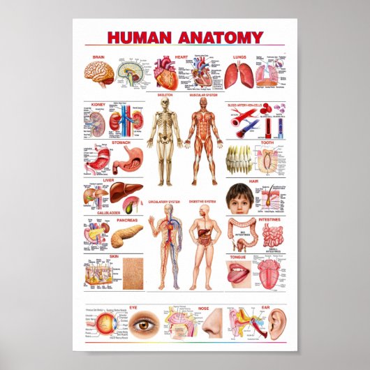 Menselijke anatomie-educatie poster (Voorkant)