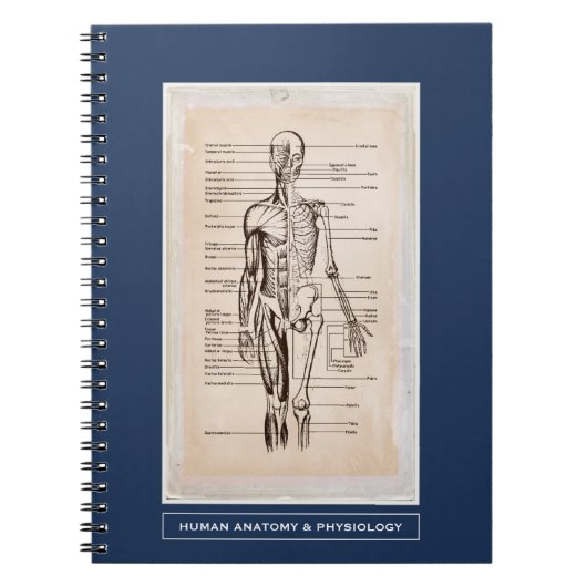 Menselijke anatomie en fysiologie Gepersonaliseerd Notitieboek (Voorkant)