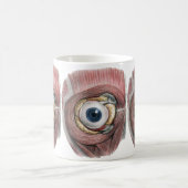  menselijke anatomie, Eyeball Eye met spieren Koffiemok (Center)