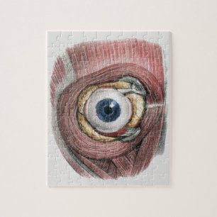 menselijke anatomie, Eyeball Eye met spieren Legpuzzel