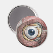  menselijke anatomie, Eyeball Eye met spieren Magneet (Voorkant / Achterkant)