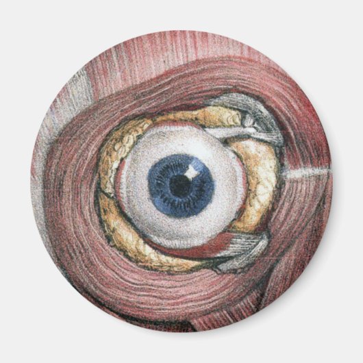  menselijke anatomie, Eyeball Eye met spieren Magneet (Voorkant)