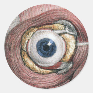 menselijke anatomie, Eyeball Eye met spieren Ronde Sticker