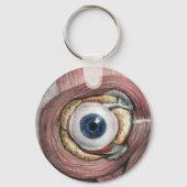 menselijke anatomie, Eyeball Eye met spieren Sleutelhanger (Voorkant)