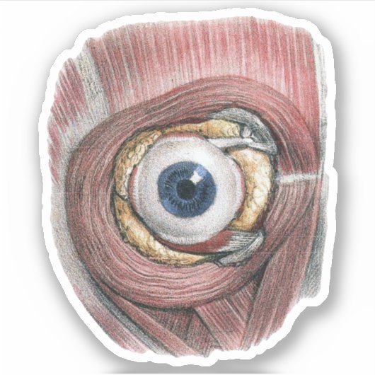 menselijke anatomie, Eyeball Eye met spieren Sticker (Voorkant)