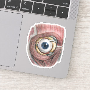  menselijke anatomie, Eyeball Eye met spieren Sticker