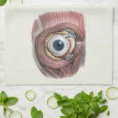 menselijke anatomie, Eyeball Eye met spieren Theedoek (Gevouwen)
