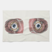 menselijke anatomie, Eyeball Eye met spieren Theedoek (Horizontaal)