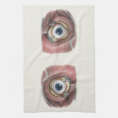 menselijke anatomie, Eyeball Eye met spieren Theedoek (Verticaal)
