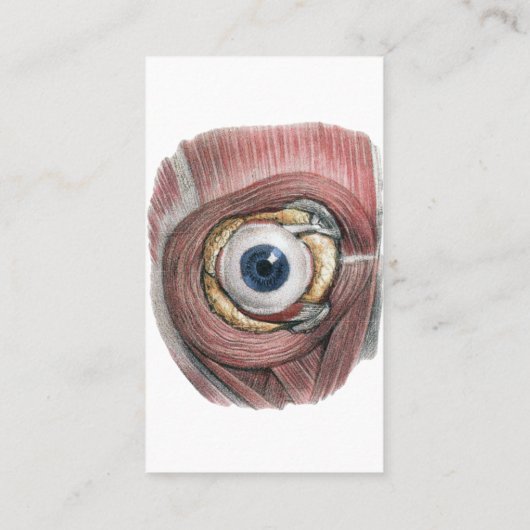  menselijke anatomie, Eyeball Eye met spieren Visitekaartje (Achterkant)