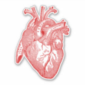 Menselijke Anatomie Hart Rood Sticker (Voorkant)