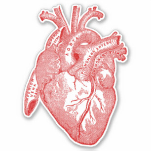 Menselijke Anatomie Hart Sticker