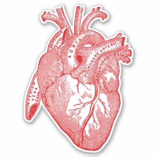  Menselijke Anatomie Hart Sticker (Voorkant)