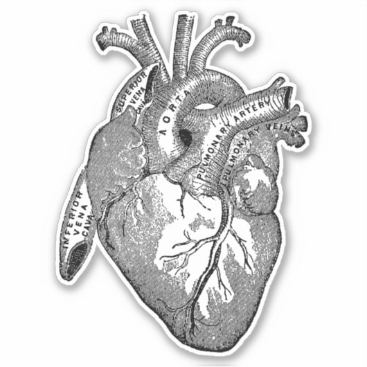  Menselijke Anatomie Hart Sticker (Voorkant)