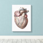 menselijke anatomie Hartorganen Gezonde Canvas Afdruk (Insitu (Houten vloer))