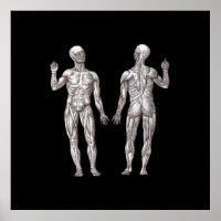 Menselijke anatomie - Het spierstelsel