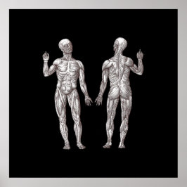 Menselijke anatomie - Het spierstelsel Poster