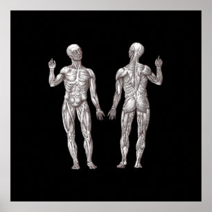Menselijke anatomie - Het spierstelsel Poster