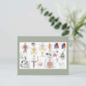 Menselijke Anatomie Kaarten (Staand voorkant)