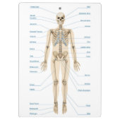 Menselijke anatomie klembord (Achterkant)