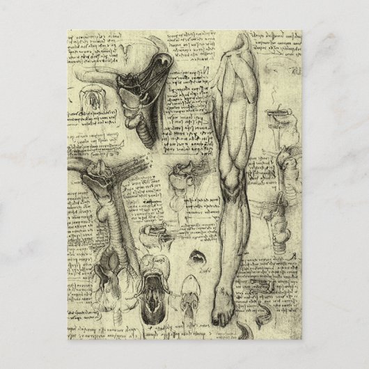 menselijke anatomie Larynx been Leonardo da Vinci Briefkaart (Voorkant)