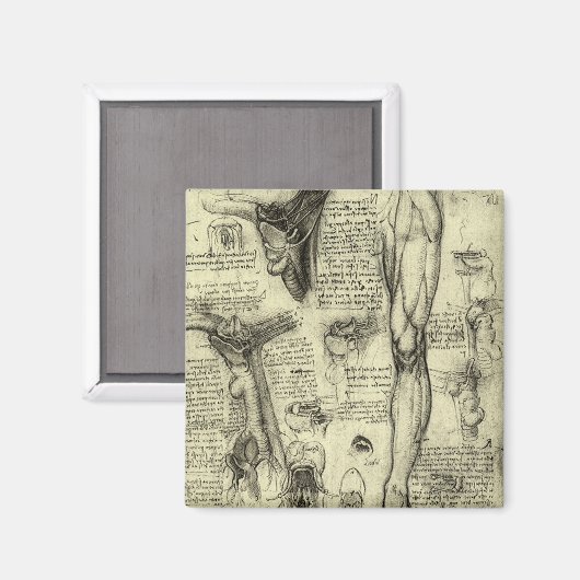 menselijke anatomie Larynx been Leonardo da Vinci Magneet (Voorkant / Achterkant)
