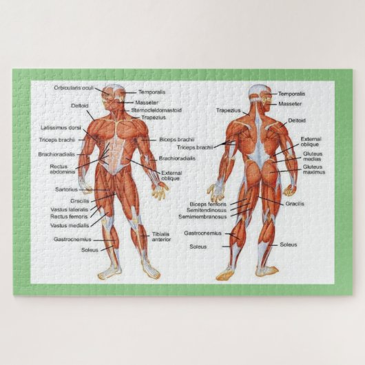 Menselijke anatomie legpuzzel (Horizontaal)