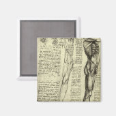 Menselijke anatomie Mannelijke spieren door Leonar Magneet (Voorkant / Achterkant)