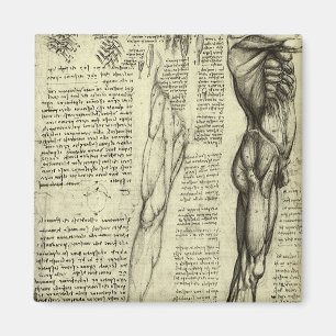 Menselijke anatomie Mannelijke spieren door Leonar Magneet