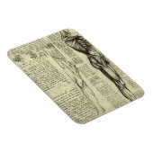 Menselijke anatomie Mannelijke spieren door Leonar Magneet (Rechterzijde)