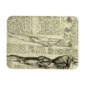 Menselijke anatomie Mannelijke spieren door Leonar Magneet (Horizontaal)