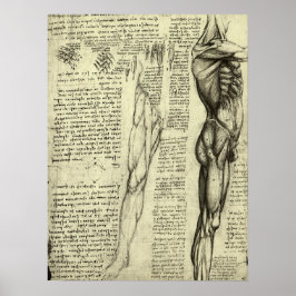 Menselijke Anatomie Mannelijke Spieren door Leonar Poster