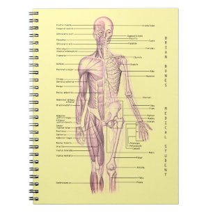 Menselijke anatomie Medische Diagram Gepersonalise Notitieboek