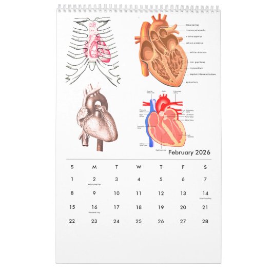 Menselijke anatomie Medische Diagram Novelty Scien Kalender (Feb 2026)