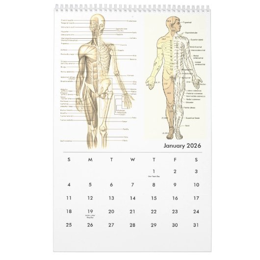 Menselijke anatomie Medische Diagram Novelty Scien Kalender (Jan 2026)
