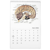 Menselijke anatomie Medische Diagram Novelty Scien Kalender (Mar 2026)