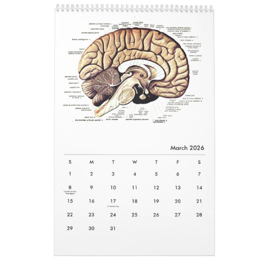 Menselijke anatomie Medische Diagram Novelty Scien Kalender (Mar 2026)