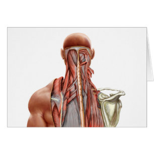 Menselijke anatomie met diepe spieren in de nek