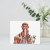 Menselijke anatomie met diepe spieren in de nek briefkaart (Staand voorkant)