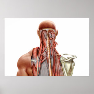 Menselijke anatomie met diepe spieren in de nek poster