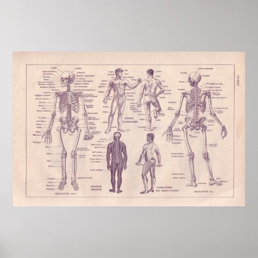 Menselijke anatomie poster (Voorkant)