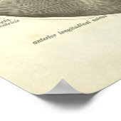 menselijke anatomie printhart poster (Hoek)