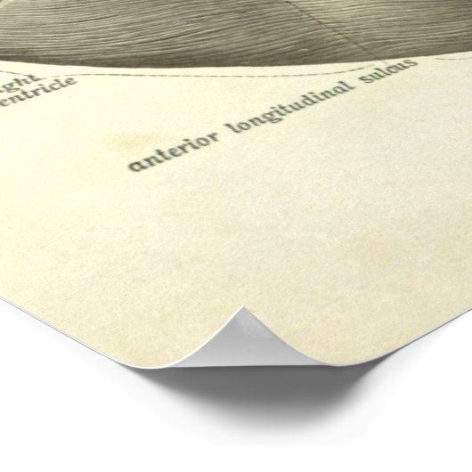 menselijke anatomie printhart poster (Hoek)