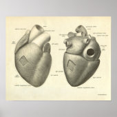 menselijke anatomie printhart poster (Voorkant)