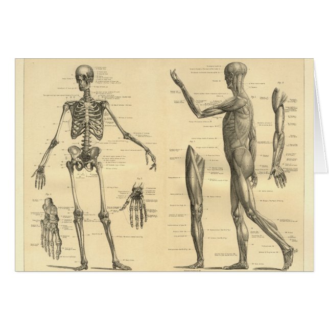 Menselijke anatomie Skelet en spieren van het lich (Voorkant Horizontaal)