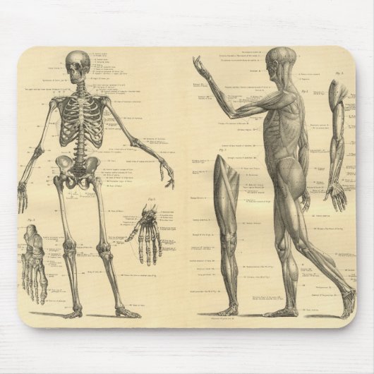 Menselijke anatomie Skelet en spieren van het lich Muismat (Voorkant)
