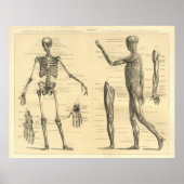 Menselijke anatomie Skelet en spieren van het lich Poster (Voorkant)