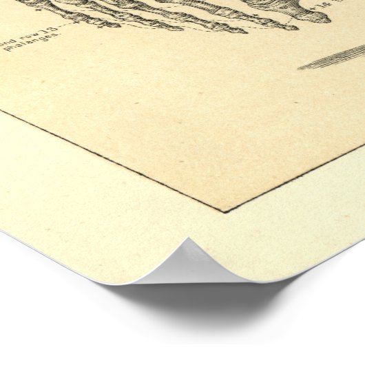 Menselijke anatomie Skelet en spieren van het lich Poster (Hoek)