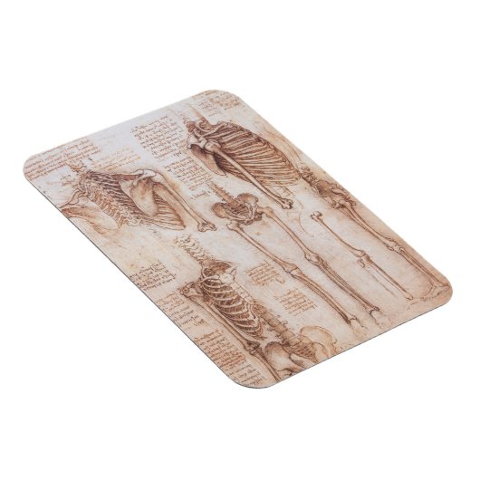 Menselijke anatomie Skeleton Botten van Leonardo d Magneet (Rechterzijde)