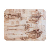 Menselijke anatomie Skeleton Botten van Leonardo d Magneet (Horizontaal)